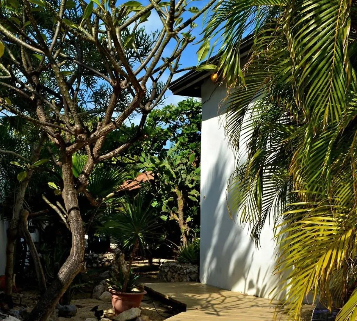 Parrot Villa - Stunning Vacation Home Near Eagle Beach Palm Beach 0*,